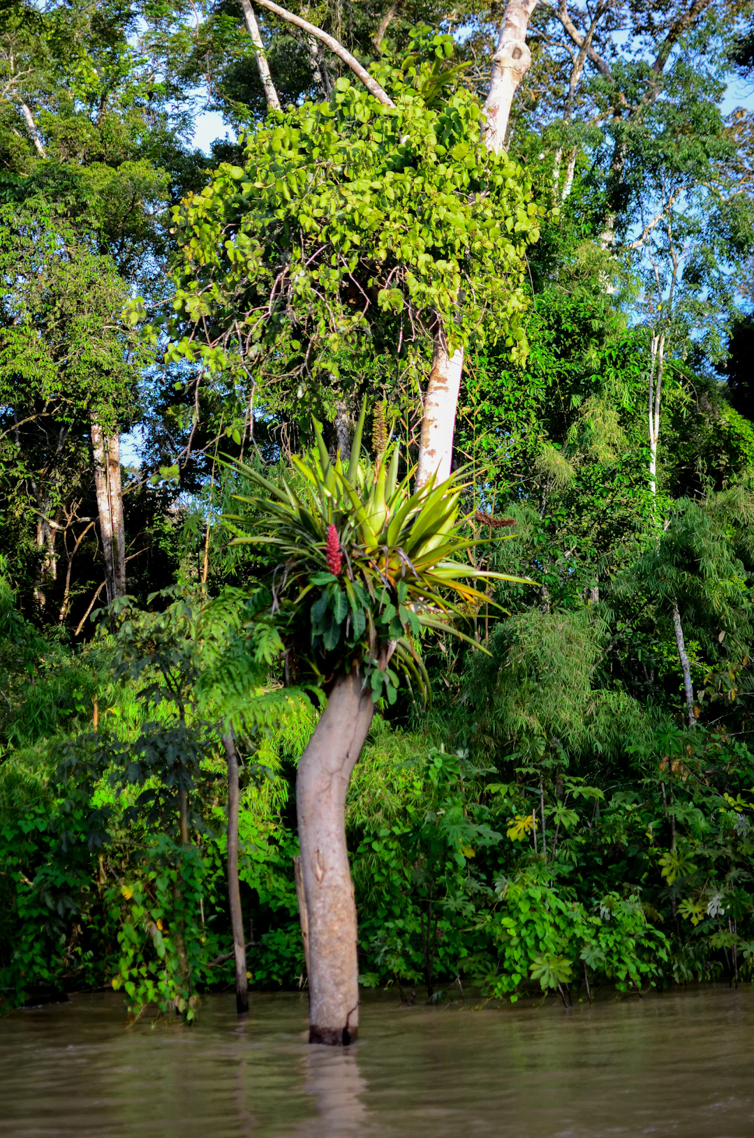 Andiroba Amazonia - vista 2 de 5 - Frasco de Andiroba Amazonia Herbevie