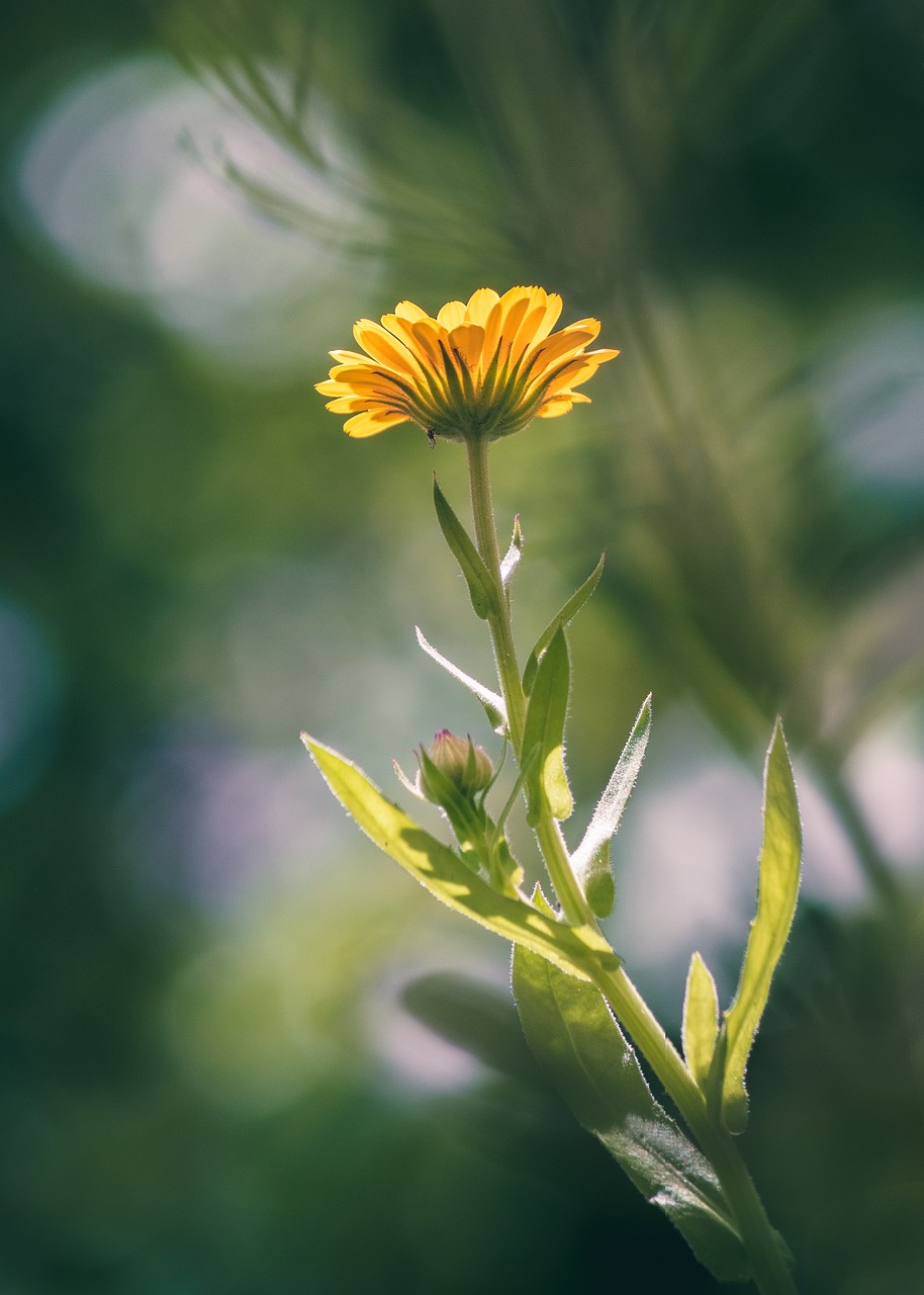 Marigold Essential - vista 4 de 5 - Marigold Essential Herbevie