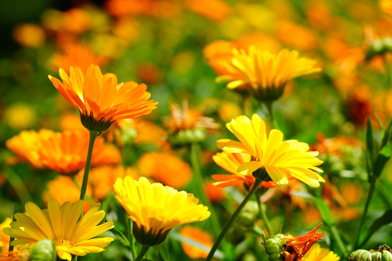 Marigold Essential Herbevie
