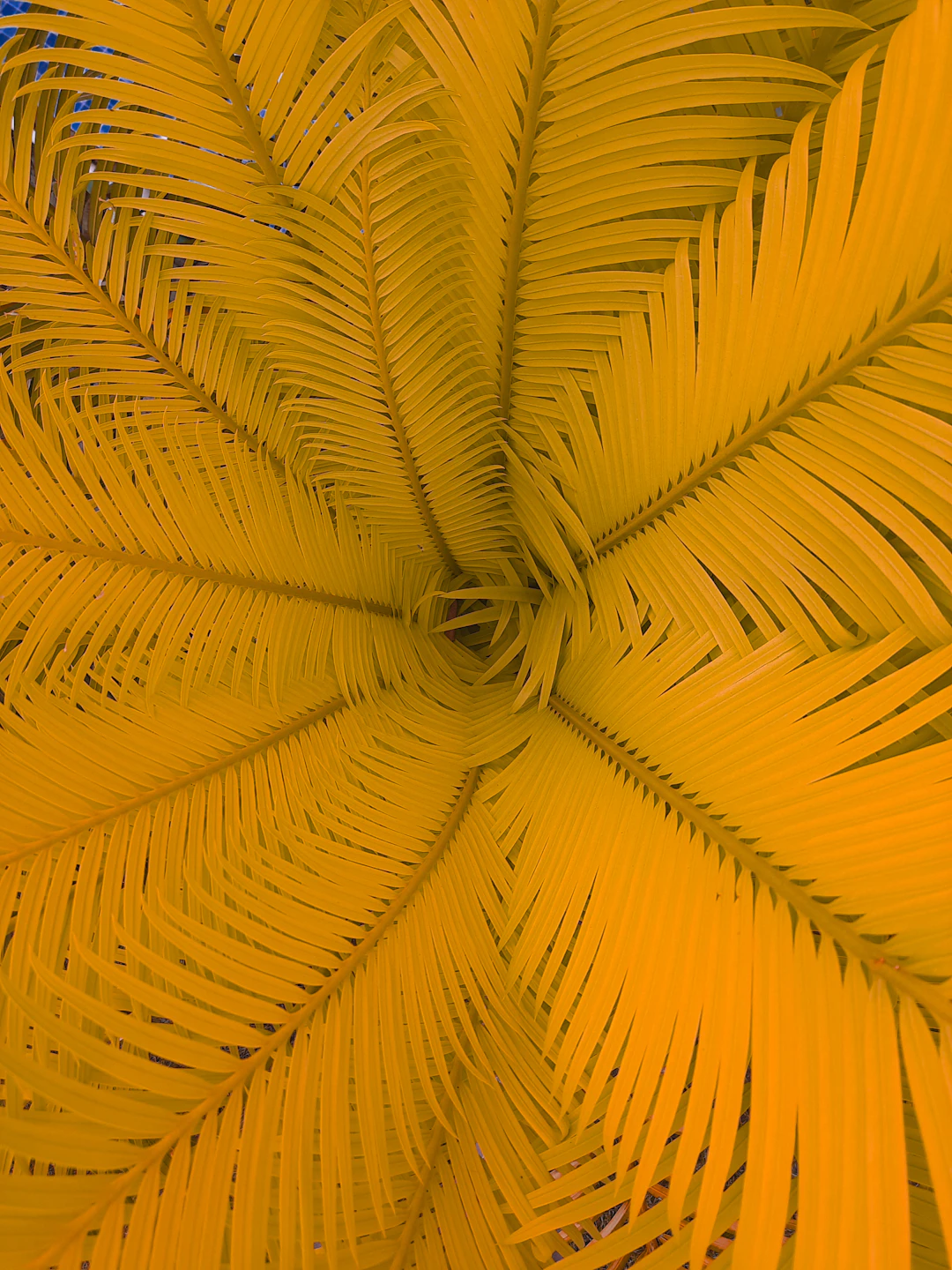 Floresta amazônica úmida - terroir de origem de Patauá Amazonia