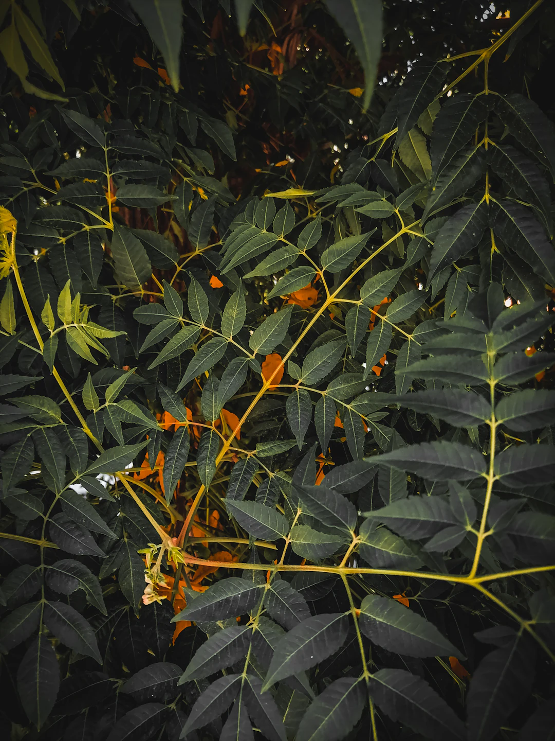 Patauá Amazonia - miniatura