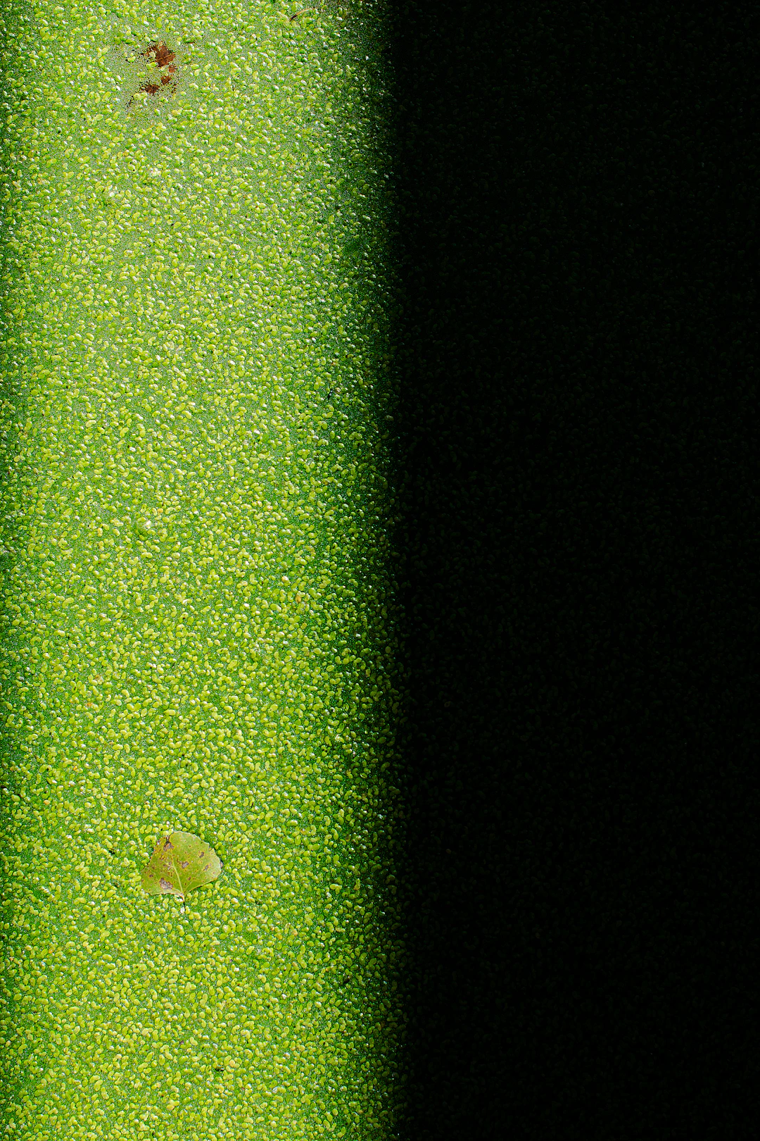 Rícino Essential - vista 5 de 5 - Rícino Essential Herbevie
