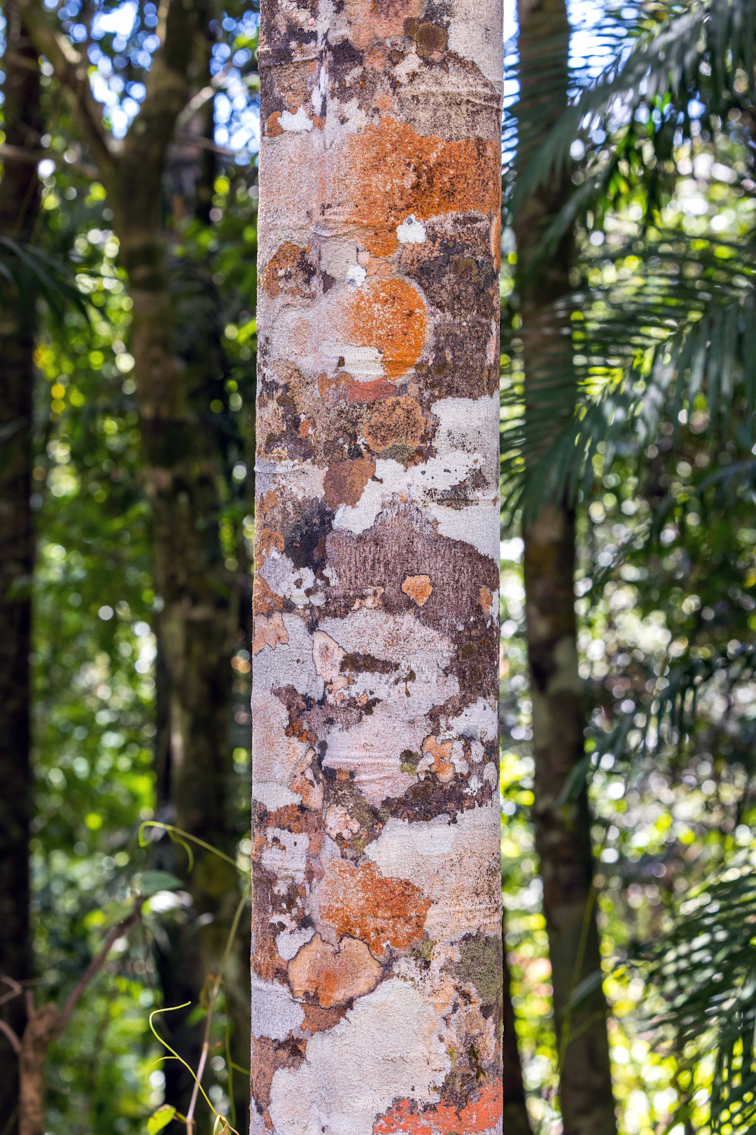 Copaíba Amazonia - vista 4 de 5 - Frasco de Copaíba Amazonia Herbevie