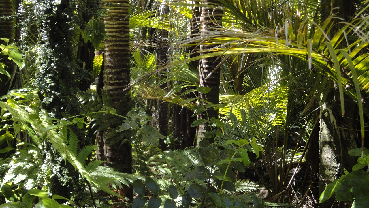 Floresta tropical — origem do Patauá