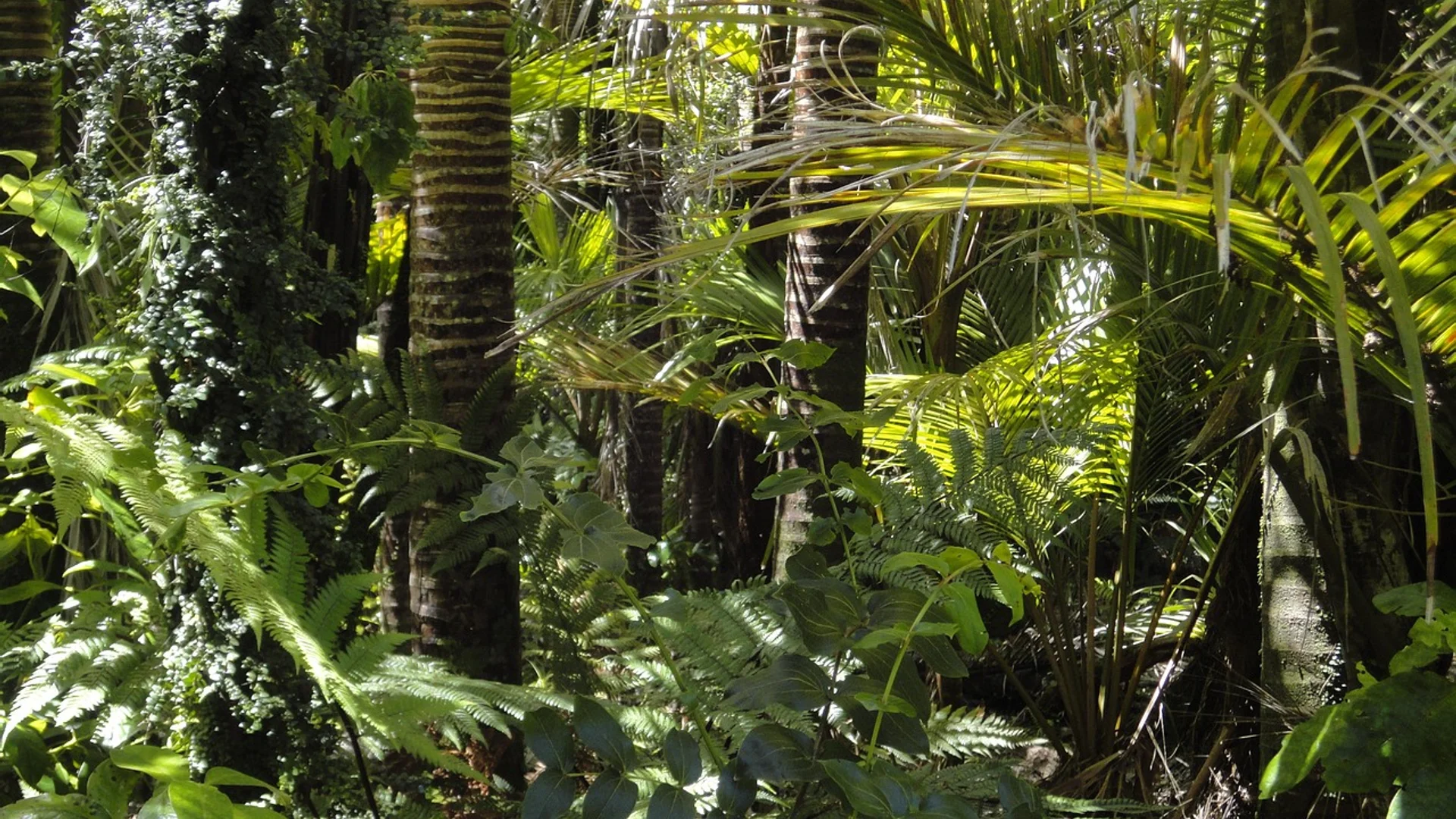 Paisagem da Patagonia e Amazonia — terroir dos botanicos Herbevie
