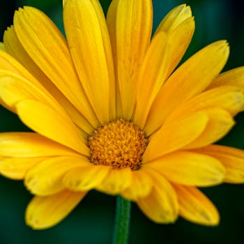 Marigold Essential - vista 5 de 5 - Marigold Essential Herbevie