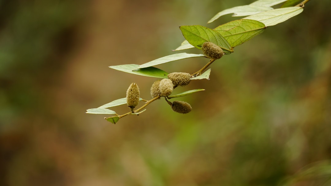Sementes de Jojoba de La Rioja